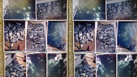 Ribuan ikan milik warga yang ditemukan mati (foto ist)