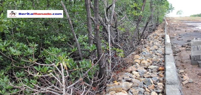 pengrusakan penimbunan mangrove kema billy kumolontang