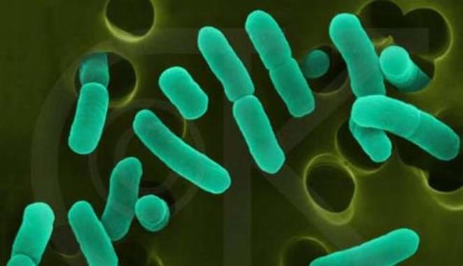 Bakteri e.coli di bawah mikroskop (foto Ist)