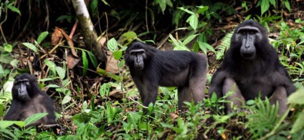 Yaki atau Monyet Wolai atau Monyet Hitam Sulawesi (Macaca Nigra)