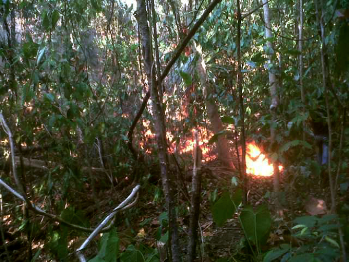 kebakaran hutan tangkoko (1)