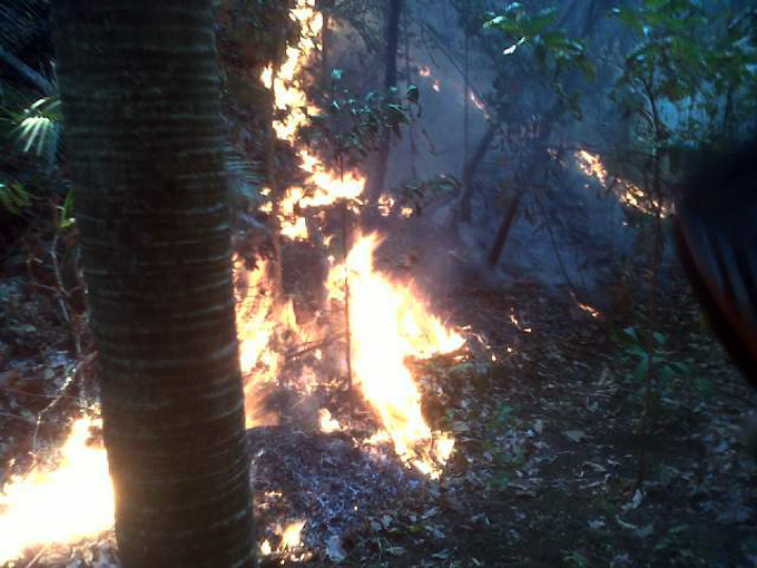 kebakaran hutan tangkoko (2)