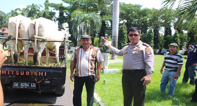 pencurian sapi