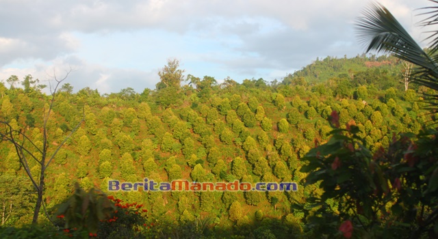 Hamparan Pohon Cengkih di perkebunan Desa Atoga Boltim