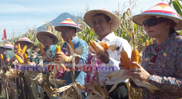 (Dari kanan) Bupati Minut Vonnie Panambunan, Mentan RI Andy Sulaiman, Gubernur Sulut Olly Dondokambey dan Wabup Minut Ir Joppi Lengkong memanen jagung.