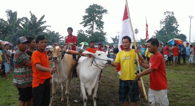 Penyerahan hadiah bagi Steve Kalengkongan (kiri), pemenang lomba sapi pacuh pada tiga kategori.