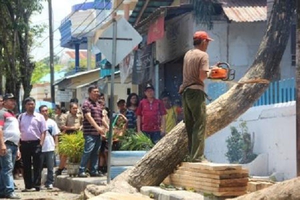 Salah satu proses penebangan pohon yang dilakukan Pemerintah Kota demi keselamatan warga masyarakat.
