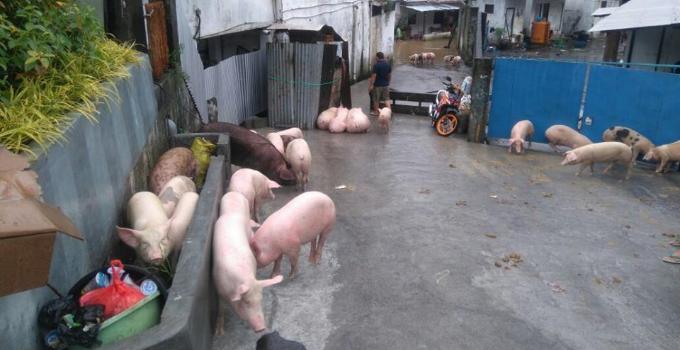 ternak babi ikut diungsikan