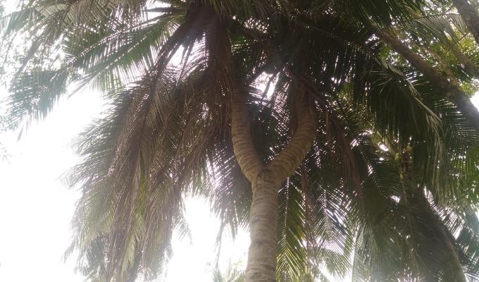 Pohon kelapa cabang dua di jalan Bougenvil, Tateli I, kecamatan Mandolang, Minahasa