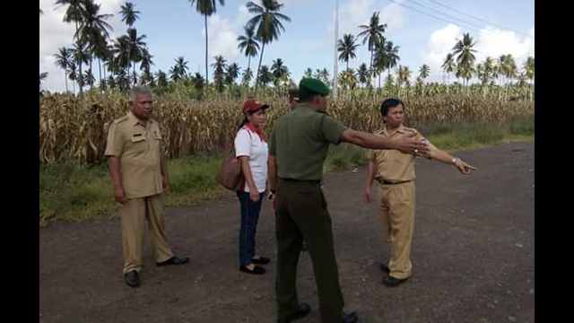 Dinas Pertanian Minsel dan TNI Mengecek Lokasi Panen Jagung