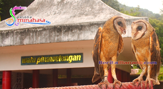 Burung Manguni di Watu Pinawetengan