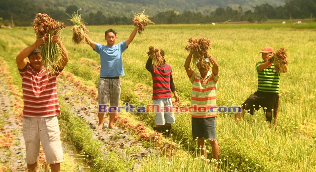 Petani Binaan PT GMAL saat panen bawang merah di Desa Pulutan 