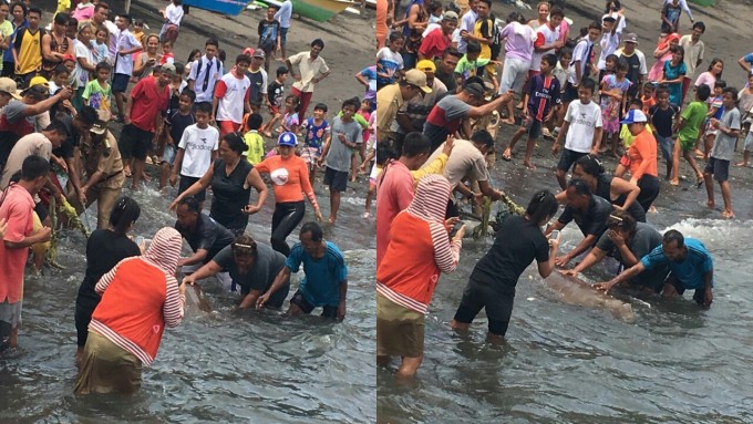 Upaya penyelamatan yang dilakukan Ibu Khouni bersama warga terhadap Ikan Duyung yang terdampar.(abinenobm)