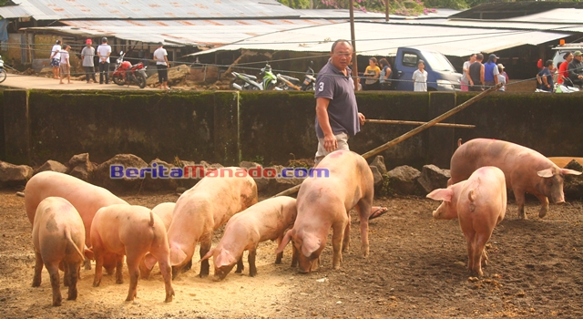 Ternak babi yang selamat diungsikan sementara di halaman rumah