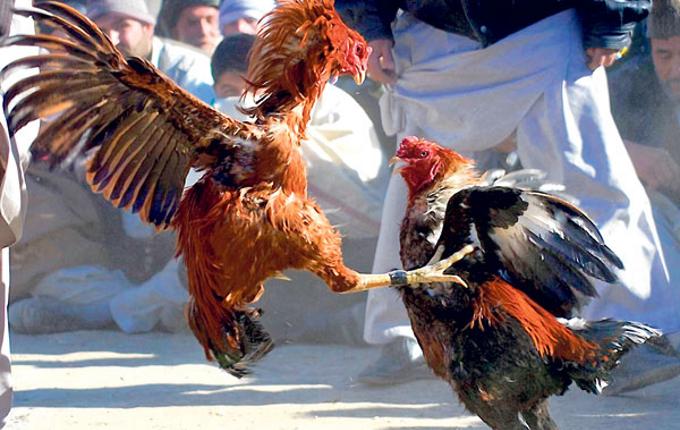 Menyabung Ayam (Foto Ilustrasi)