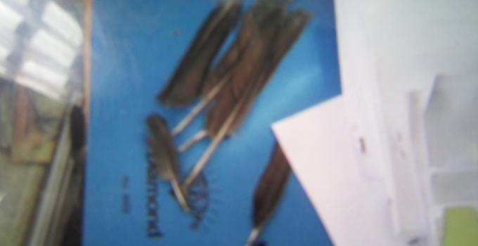 Bulu-bulu diduga bulu burung yang ditemukan dalam laci anggota DPRD Sulut