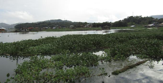 Tanaman enceng gondok penyebab pendangkalan danau Tondano