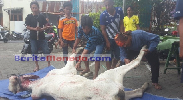 Proses penyembelihan hewan kurban di Masjid Jami' Istiqlal Airmadidi.