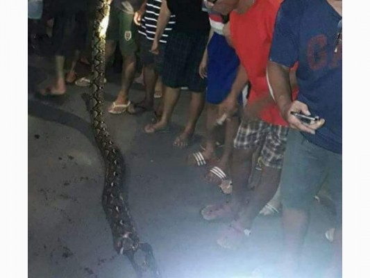 Foto penemuan ular piton milik warga yang viral