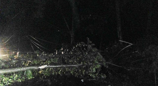 Pohon tumbang di wilayah Kelurahan karombasan. (Foto:BeritaManado.co)