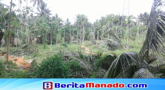 Kebun kelapa di Kecamatan Kalawat yang ditebang.