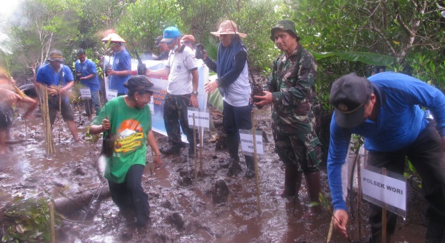 Kegiatan pengkayaan mangrove yang dilaksanakan beberapa waktu lalu di Mantehage