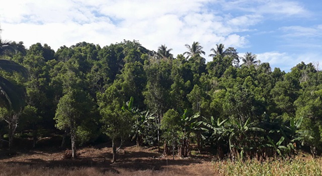 Perkebunan Cengkih di Kecamatan Kombi