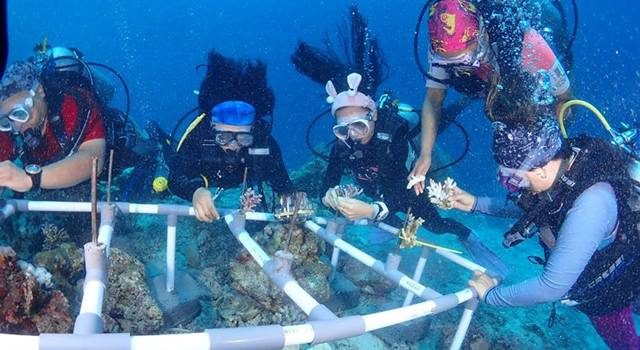 Rehabilitasi Coral