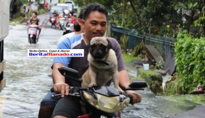 Berita Foto: ‘Selamatkan’ Anjing dari Banjir di Sawangan