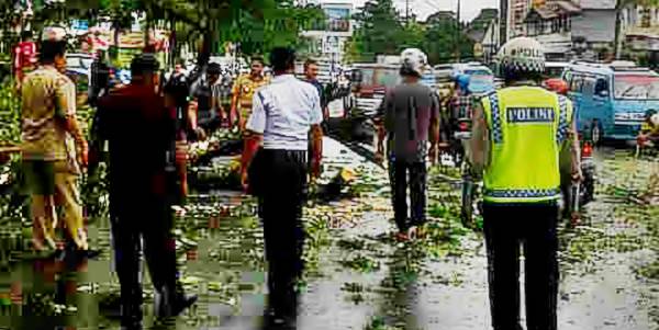 Pohon Tumbang, Boulevard Mulai Macet 9 Timbulkan kemacetan