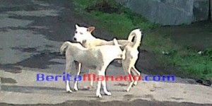 Populasi Anjing di Minut Tak Terbendung, Hampir Setara Jumlah Penduduk