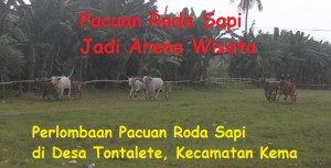 Lokasi Pacuan Roda Sapi di Tontalete Jadi Arena Wisata