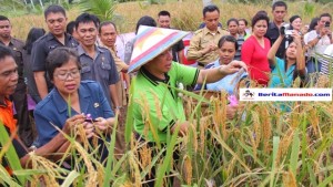 Berita Foto: Panen Padi Ladang di Desa Batu