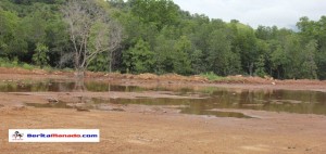 BERITA FOTO: Penimbunan Mangrove di Desa Kema I