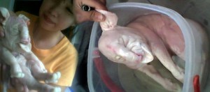 Ada Anak Babi Lahir dengan Kepala dan Wajah Mirip Gajah
