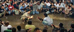 Astaga! Di Belakang Kantor Walikota Manado ada Arena Judi Sabung Ayam sudah Bertahun-tahun