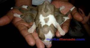 Anjing Berbadan Tiga, Kaki Delapan Hebohkan Warga Silian Barat
