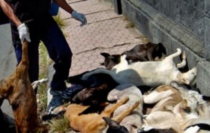 Pencurian Anjing Kembali Marak Disejumlah Kecamatan di Mitra