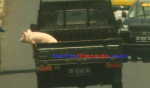 BERITA FOTO: Seekor Babi Enjoy Naik Kendaraan Pick-Up