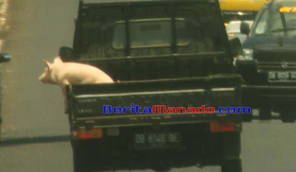 BERITA FOTO: Seekor Babi Enjoy Naik Kendaraan Pick-Up