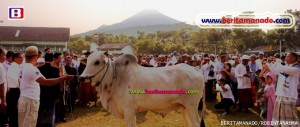 BERITA FOTO: Bupati Singal Serahkan Hewan Kurban