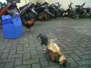 Puluhan Penyabung Ayam Lari Tunggang-langgang