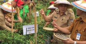 Manfaatkan Lahan Untuk Menanam
