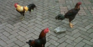 Digerebek Buser, Ayam-Ayam Ini Ditinggal Majikan