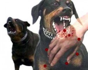 Warga Bentenan Mitra Tewas Diduga Karena Rabies