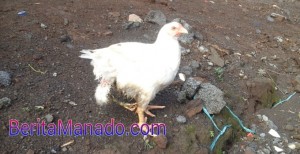 Wow… Ayam Ini Punya 3 Kaki dan Ekor