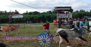 Lomba Pacuan Roda Sapi Banjir Peserta
