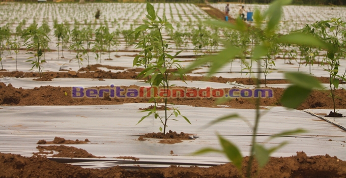 Tunggu Masa Panen, Petani Cabe Minahasa Dapat Rp 2 Juta Per Bulan