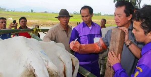 2000 Sapi Betina Minut Diinseminasi
