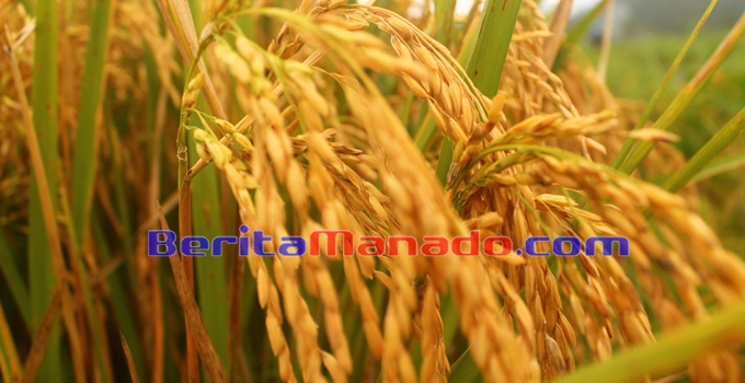 Stok Pangan Minahasa 'Aman'